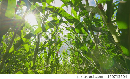 A Beautiful Sunlit Cornfield Captured from an Inspiring Ground Perspective Viewpoint 130713504