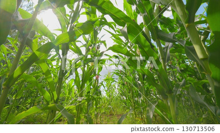 A Beautiful Lush Cornfield Captured from Ground Level for a Stunning Visual Perspective 130713506