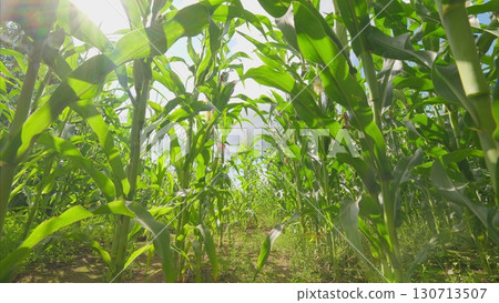 A vibrant cornfield thriving under warm sunlight, showcasing the serenity of nature A vibrant cornfield thriving under warm sunlight, showcasing the serenity of nature 130713507