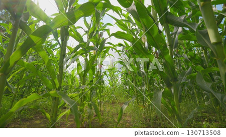 A cornfield spreads under a bright blue sky, symbolizing natural abundance and agriculture A cornfield spreads under a bright blue sky, symbolizing natural abundance and agriculture 130713508