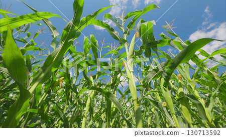 A beautiful lush cornfield stretches impressively under a clear blue sky filled with sunlight A beautiful lush cornfield stretches impressively under a clear blue sky filled with sunlight 130713592