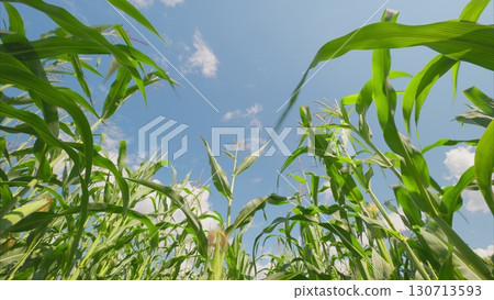 Gazing Upward Through a Lush and Welcoming Cornfield to Admire the Beautiful Blue Sky Above 130713593