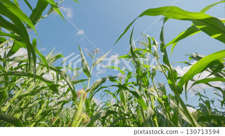 A Beautiful Cornfield Spreading Under a Clear Blue Sky with Bright and Warm Sunlight 130713594