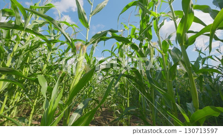 A Vibrant Cornfield Bathed in Warm Sunlight Under a Beautiful Sunny Sky Surrounds Us A Vibrant Cornfield Bathed in Warm Sunlight Under a Beautiful Sunny Sky Surrounds Us 130713597