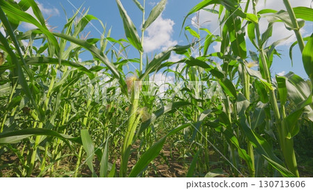 A Beautiful and Lush Cornfield Flourishing Under a Clear and Bright Blue Sky Today A Beautiful and Lush Cornfield Flourishing Under a Clear and Bright Blue Sky Today 130713606