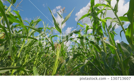A Beautiful and Lush Cornfield Under a Bright and Sunny Sky on a Warm Summer Day Enjoyed by All A Beautiful and Lush Cornfield Under a Bright and Sunny Sky on a Warm Summer Day Enjoyed by All 130713607