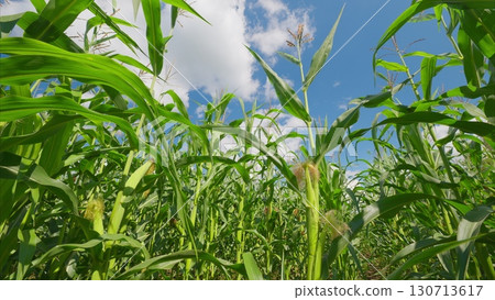 A Stunning and Beautifully Vibrant Corn Field Spreading Out Under a Clear and Bright Blue Sky 130713617