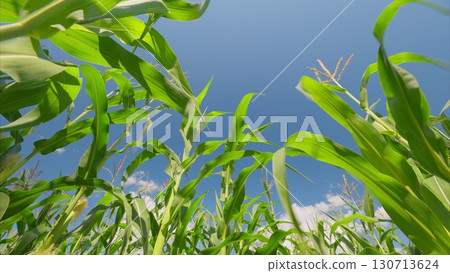 A Beautiful and Vibrant Lush Cornfield Flourishing Underneath a Clear and Expansive Blue Sky 130713624