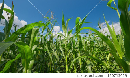 A Beautiful and Lush Cornfield Flourishing Under a Clear, Bright, and Sunny Blue Sky 130713629