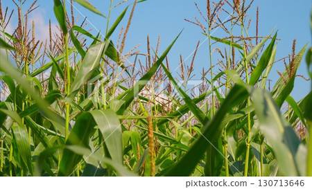 A Lush Green Cornfield Nestled Beneath a Bright Blue Sky Filled with Sunlight and Beauty A Lush Green Cornfield Nestled Beneath a Bright Blue Sky Filled with Sunlight and Beauty 130713646