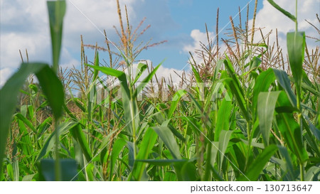 A Lush Cornfield Spreads Out Beneath a Beautifully Bright Blue Sky, Creating a Perfect Scene A Lush Cornfield Spreads Out Beneath a Beautifully Bright Blue Sky, Creating a Perfect Scene 130713647