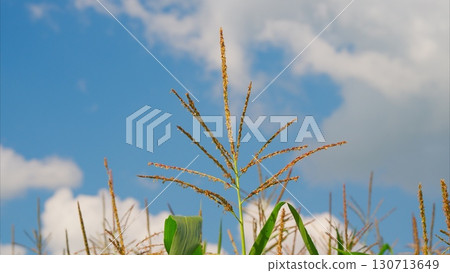 A Beautiful Corn Plant Standing Against a Scenic and Dreamy Sky Filled with Light 130713649