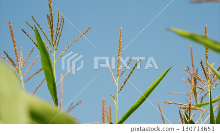 A beautiful cornfield silhouette set against a brilliant blue sky in the background 130713651