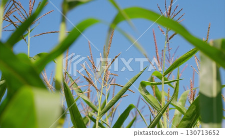 A Vibrant Cornfield Stretching Out Beneath a Clear Blue Sky Full of Sunshine and Life A Vibrant Cornfield Stretching Out Beneath a Clear Blue Sky Full of Sunshine and Life 130713652