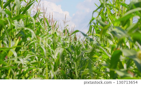 A Beautiful Lush Cornfield Pathway Beneath a Bright Blue Open Sky is Truly Inviting A Beautiful Lush Cornfield Pathway Beneath a Bright Blue Open Sky is Truly Inviting 130713654