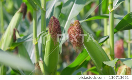 Close view of corn on the cob showing its ripening vibrant kernels and green husk 130713661