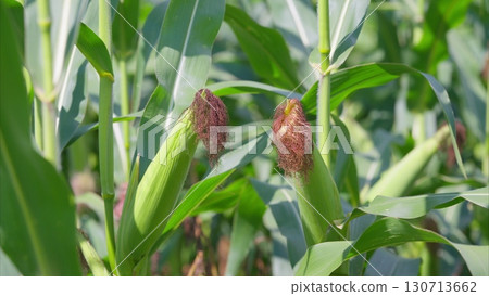 The Emerging Corn Crops Flourishing in Vividly Vibrant Green Fields Across the Landscape The Emerging Corn Crops Flourishing in Vividly Vibrant Green Fields Across the Landscape 130713662
