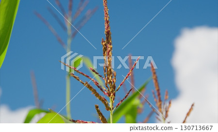 A stunning closeup image of a flowering corn plant beautifully framed against a bright blue sky A stunning closeup image of a flowering corn plant beautifully framed against a bright blue sky 130713667