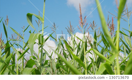 A Vibrant Cornfield Flourishing Under a Beautiful Clear Blue Sky During Summer Months A Vibrant Cornfield Flourishing Under a Beautiful Clear Blue Sky During Summer Months 130713670