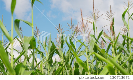 A Beautiful Corn Field Set Against a Clear, Bright Blue Sky Thats Truly Amazing and Serene 130713671