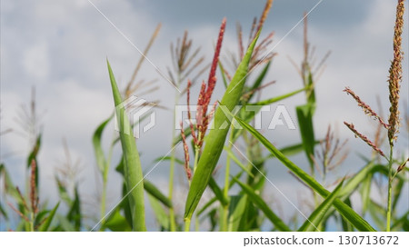 Vibrant Green Crops Flourishing Under a Dramatic Sky Filled with Clouds and Beauty 130713672