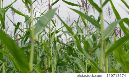 A Beautiful, Lush Green Cornfield Sprawling Under a Dramatic, Cloudy Sky Above it 130713674