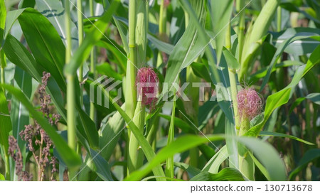 Cultivating Corn Plants Featuring Exceptionally Unique Red Flowering Cobs in the Field 130713678
