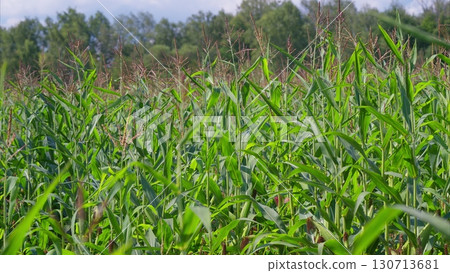 A picturesque and lush green Corn field filled with various grain plants under a bright blue sky A picturesque and lush green Corn field filled with various grain plants under a bright blue sky 130713681