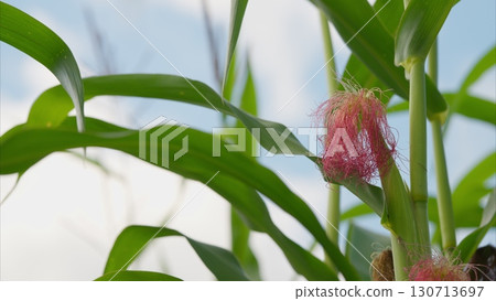 Detailed closeup view of a corn plant showcasing its colorful silks and vibrant green leaves 130713697