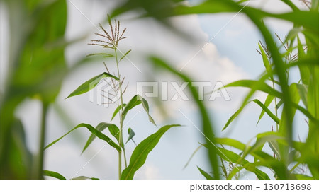 A beautiful scene of lush Corn greenery framed by a stunning sky in a picturesque cornfield 130713698