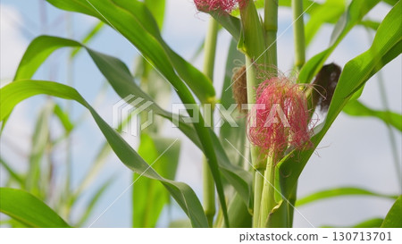 Detailed CloseUp of a Vibrant Corn Plant Featuring Its Bright Red Hairs and Dew Drops Detailed CloseUp of a Vibrant Corn Plant Featuring Its Bright Red Hairs and Dew Drops 130713701
