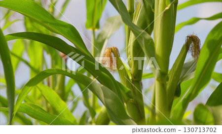 A Magnificent CloseUp View of the Delicate Silk and Leaves of a Corn Plant in its Natural Habitat 130713702