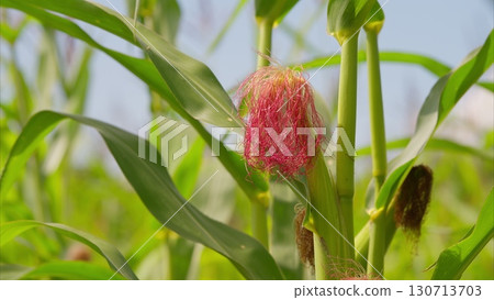 A CloseUp View of a Beautiful and Colorful Corn Flower in a Lush Green Field of Nature 130713703