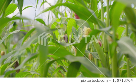 A Beautiful Lush Green Cornfield Bathed in Natural Light and Vibrant Colors of Nature 130713704