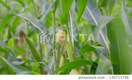 CloseUp Shots of Beautiful Corn Plants Growing Steadily in a Vibrant Field Environment 130713706