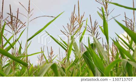 A Lush Green Cornfield Sprawling Under a Bright and Beautiful Sky Filled with Sunshine 130713707