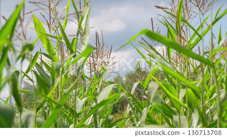 A Beautiful Lush Cornfield Under a Clear Bright Sky Creating a Perfect Rural Scene 130713708