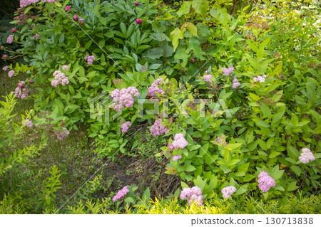 Blooming Japanese spirea with pink clusters in a garden, fresh greenery, horizontal 130713838