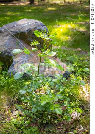 Young rose bush with buds by a garden rock, fresh greenery, vertical frame Young rose bush with buds by a garden rock, fresh greenery, vertical frame 130713839