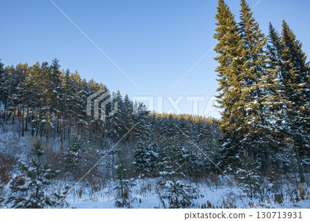 Snowy pine forest on hillside under blue sky, serene winter landscape Snowy pine forest on hillside under blue sky, serene winter landscape 130713931