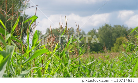 A Lush and Vibrant Green Cornfield is Spread Out Beneath a Beautiful Cloudy Sky Above 130714635