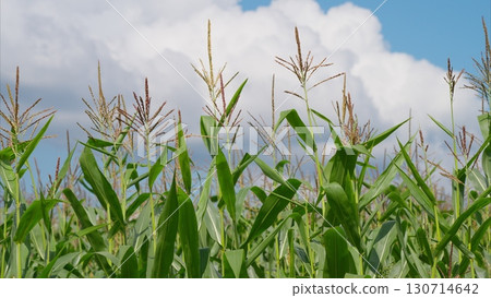 A Vibrant Corn Field Stretching Out Under a Clear Blue Sky on a Sunny Summer Day A Vibrant Corn Field Stretching Out Under a Clear Blue Sky on a Sunny Summer Day 130714642