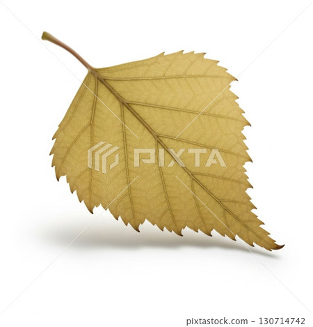 Isolated Golden Birch Leaf Veins Close Up on White Background 130714742