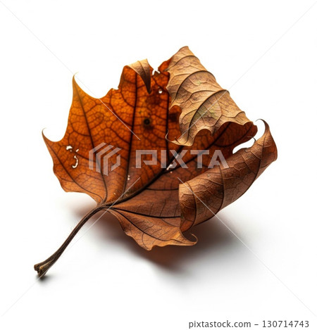Isolated Brown Autumn Leaf on White Surface Casting Shadow Dramatic Lighting 130714743