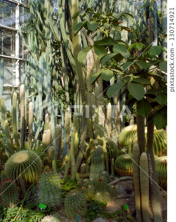 Cactus Oasis Thriving in a Vibrant Greenhouse Filled With Diverse Plants and Greenery Cactus Oasis Thriving in a Vibrant Greenhouse Filled With Diverse Plants and Greenery 130714921