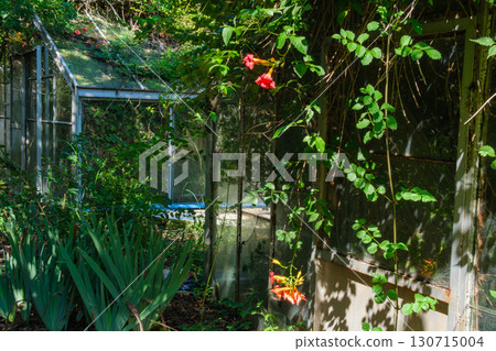 溫室紫葳 130715004