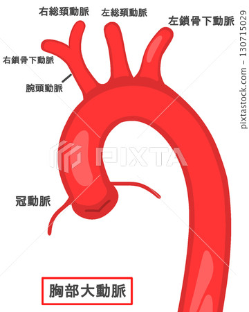 thoracic aorta 130715029