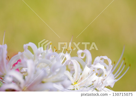White cluster amaryllis White cluster amaryllis 130715075