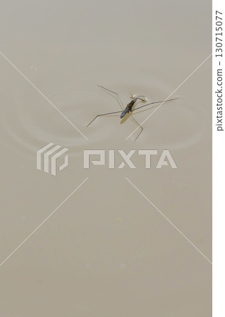 一隻水黽在池塘表面行走 一隻水黽在池塘表面行走 130715077
