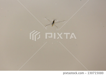 一隻水黽在池塘表面行走 130715080